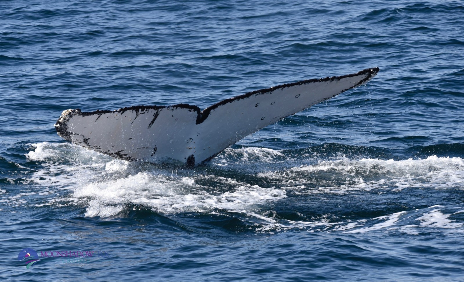 Whale Watching Moonshadow TQC Cruises Port Stephens