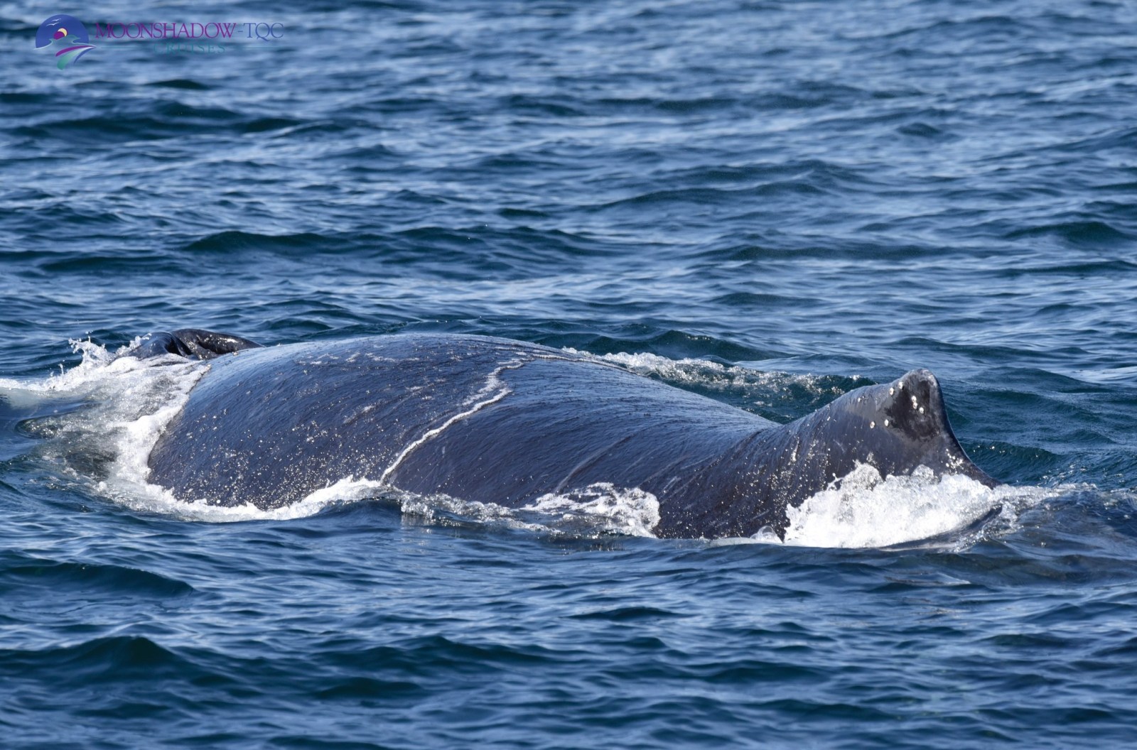a whale jumping out of the water