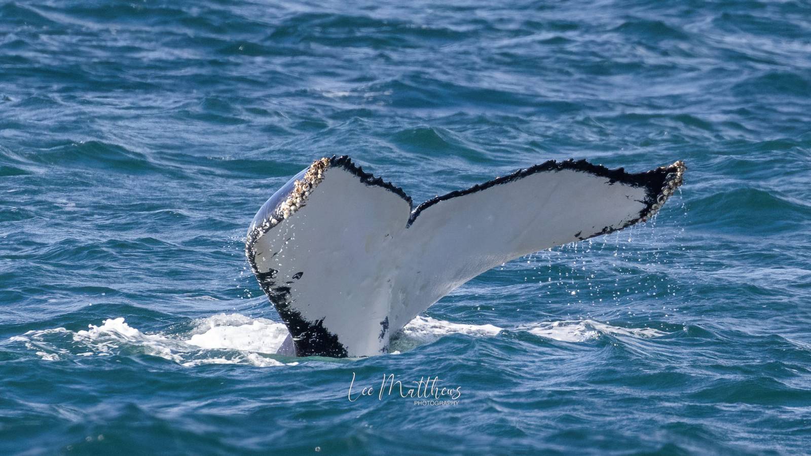 MOONSHADOW TQC PORT STEPHENS WHALE WATCHING