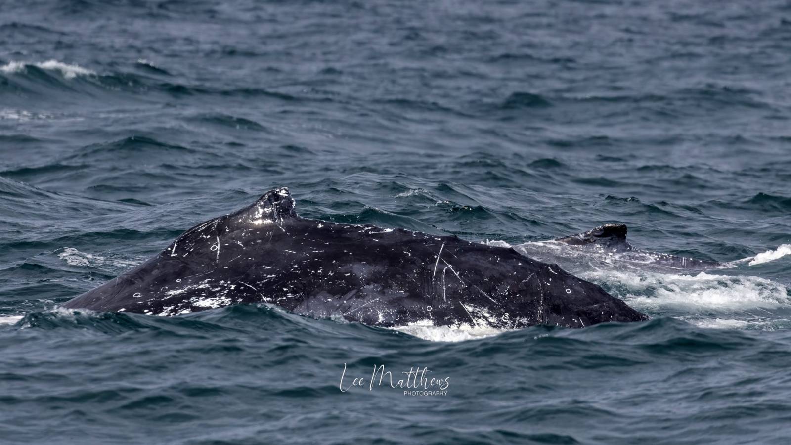 a whale swimming under water