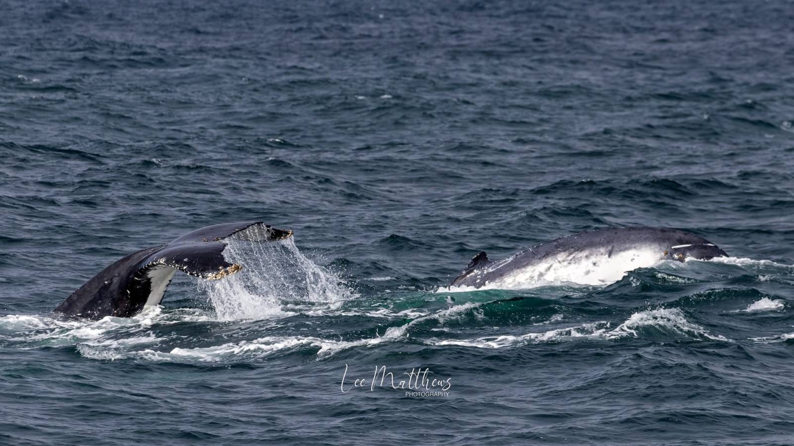 a whale jumping out of the water