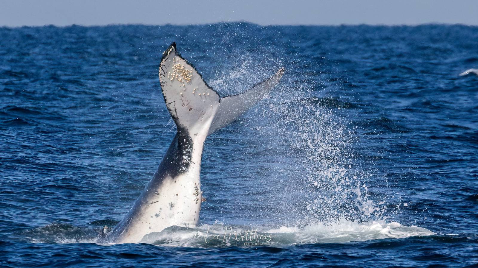 MOONSHADOW TQC PORT STEPHENS WHALE WATCH