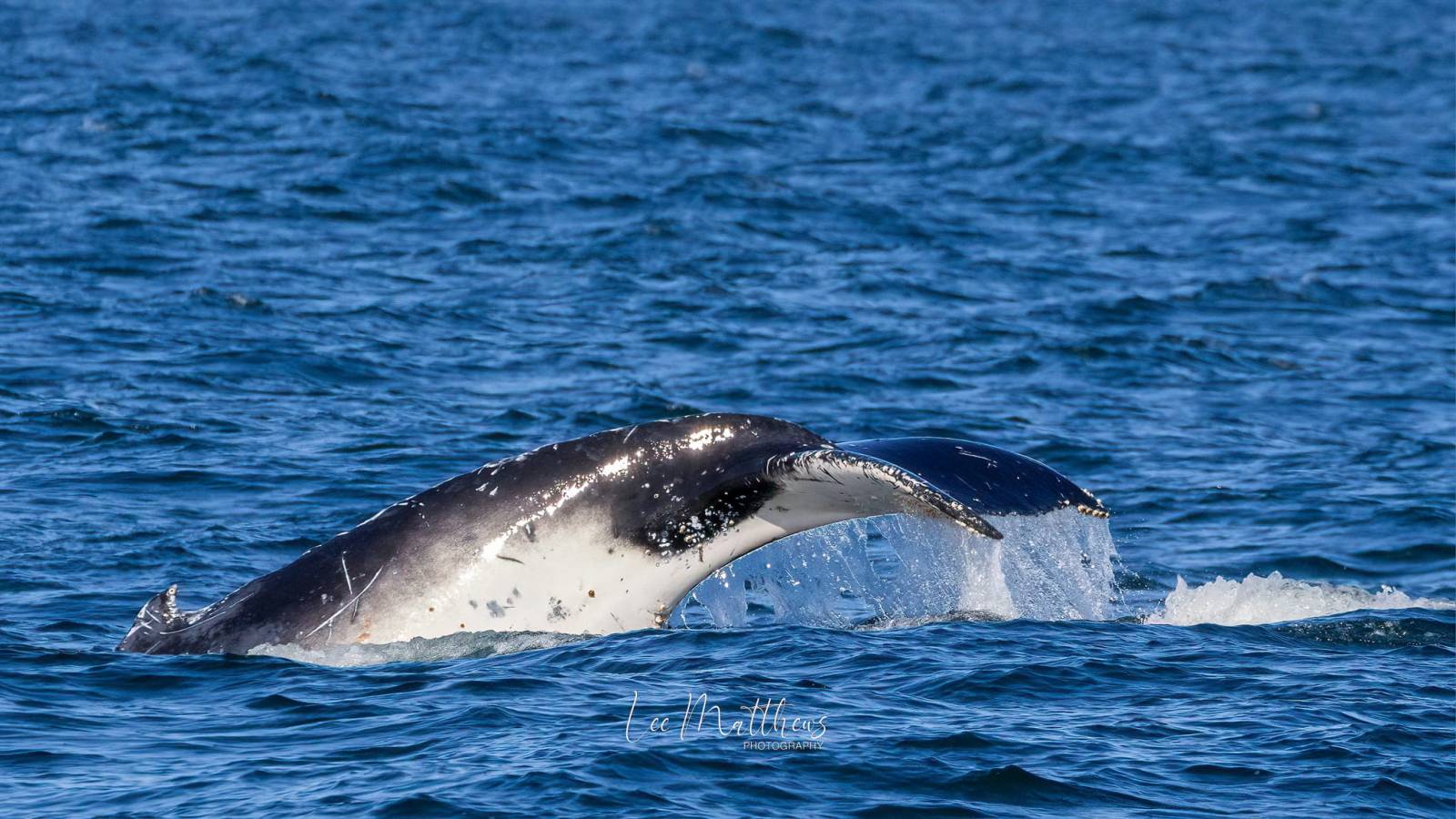 a whale jumping out of the water