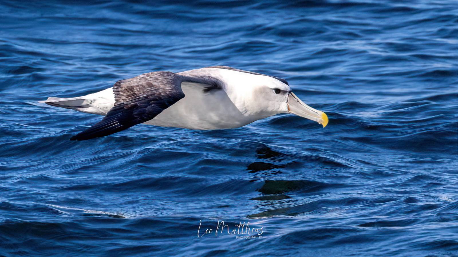 a bird swimming in water next to a body of water