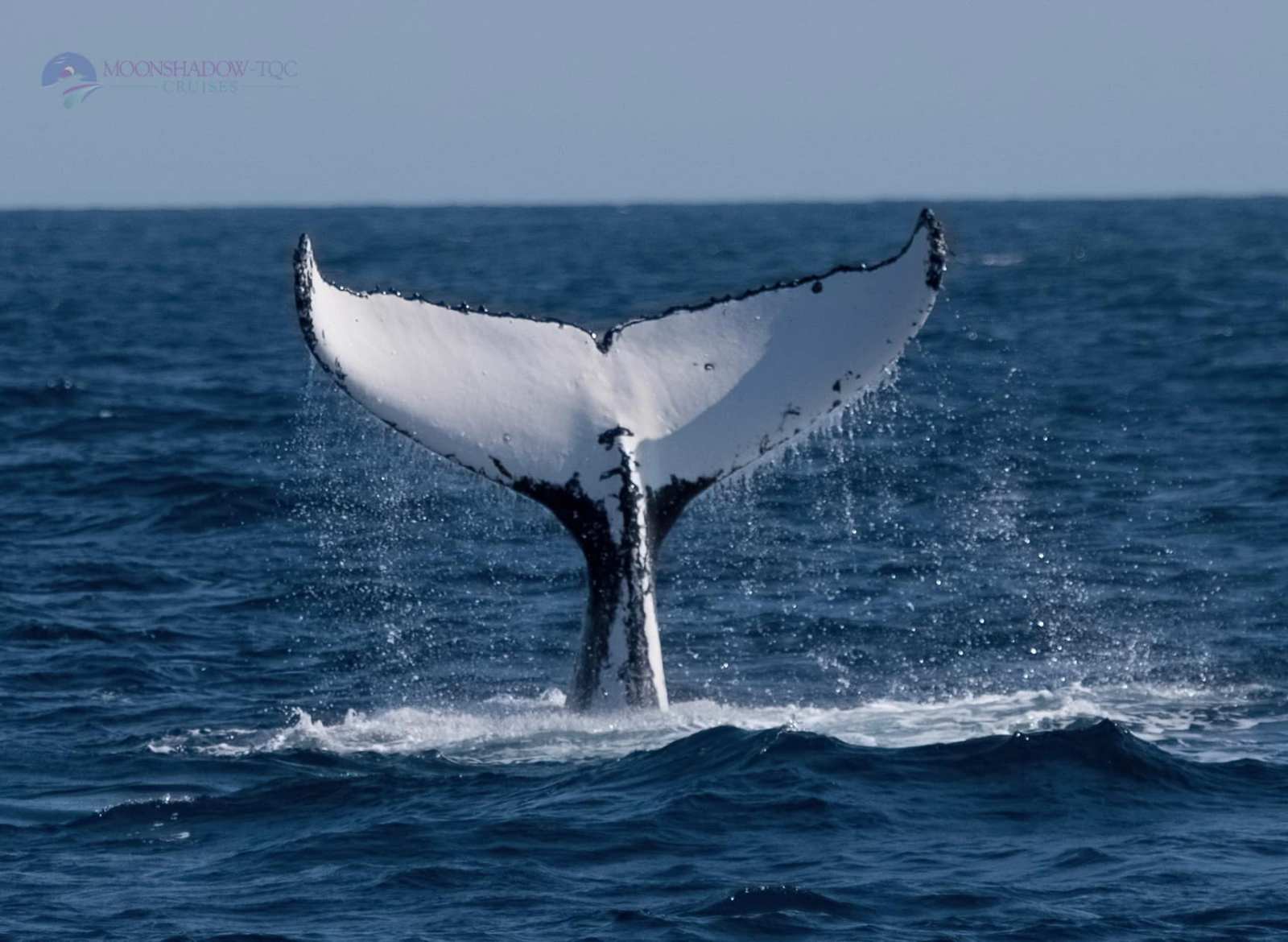 Whale Watching Moonshadow TQC Cruises Port Stephens