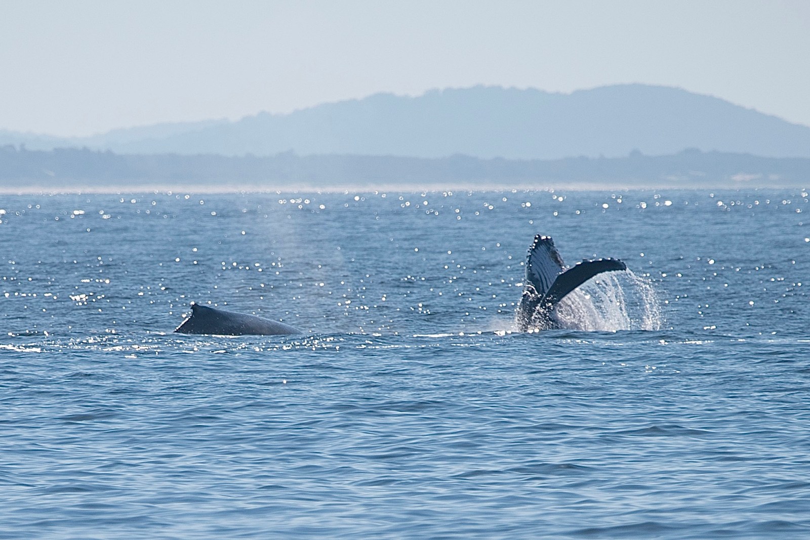 MOONSHADOW TQC WHALE WATCHING PORT STEPHENS