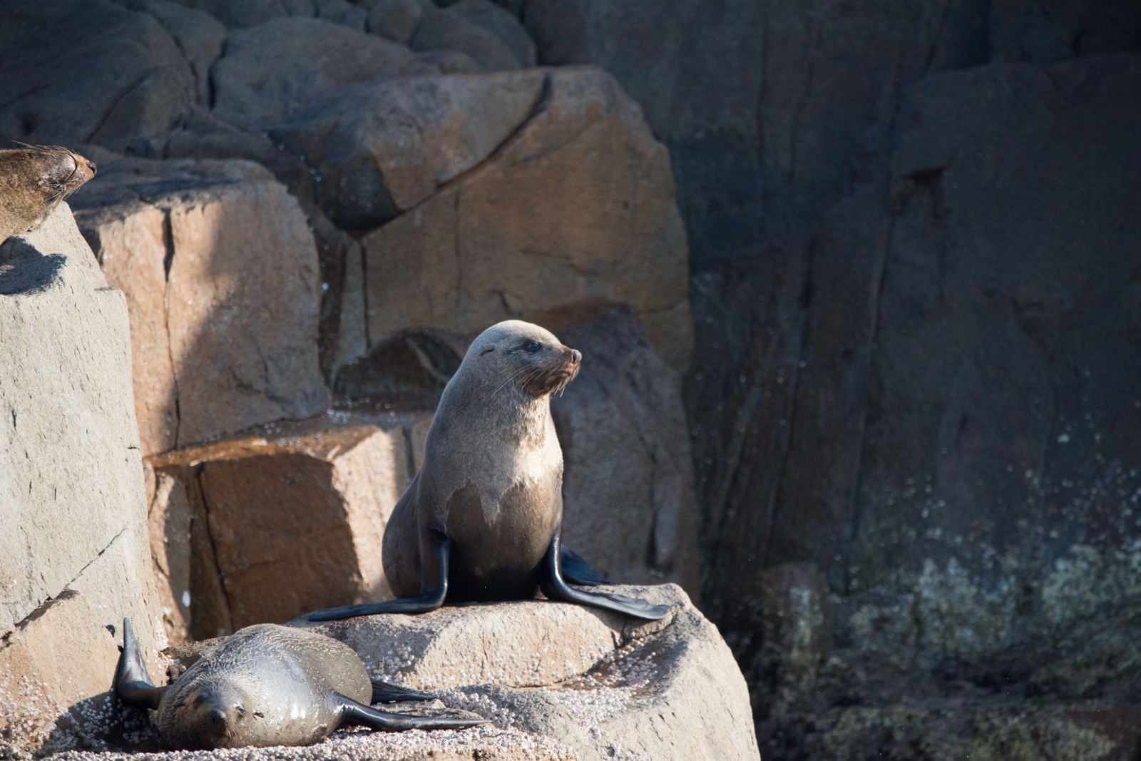 MOONSHADOW TQC CRUISES WHALE WATCHING PORT STEPHENS