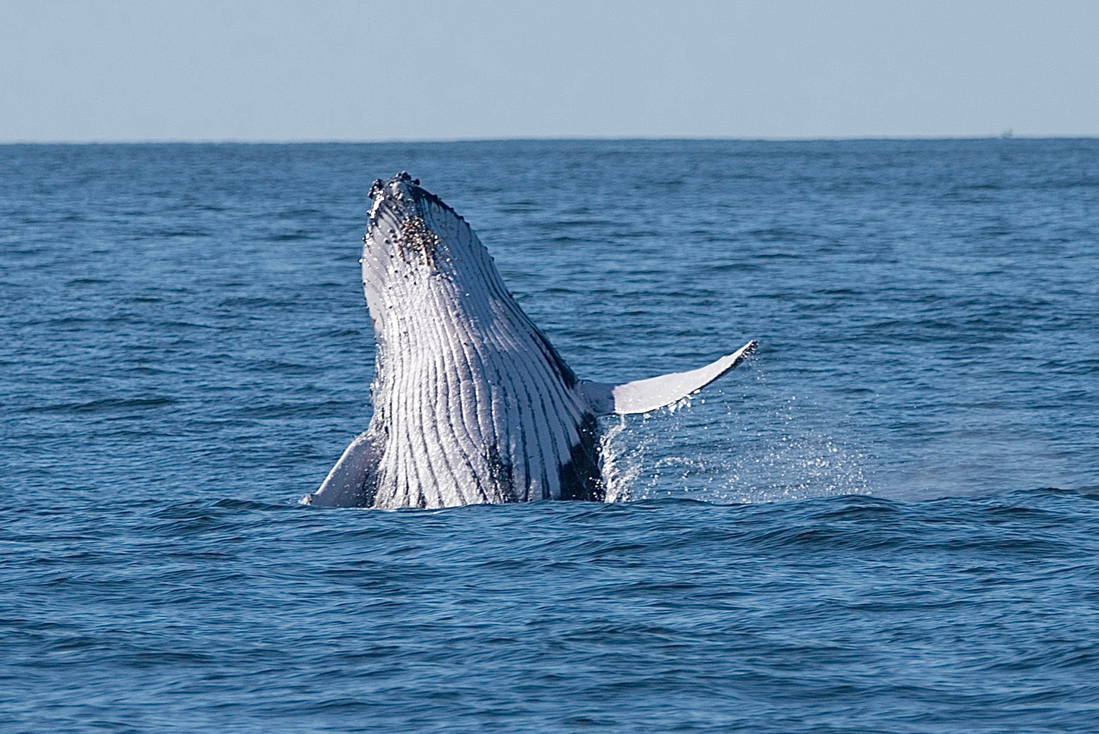 a whale jumping out of a body of water