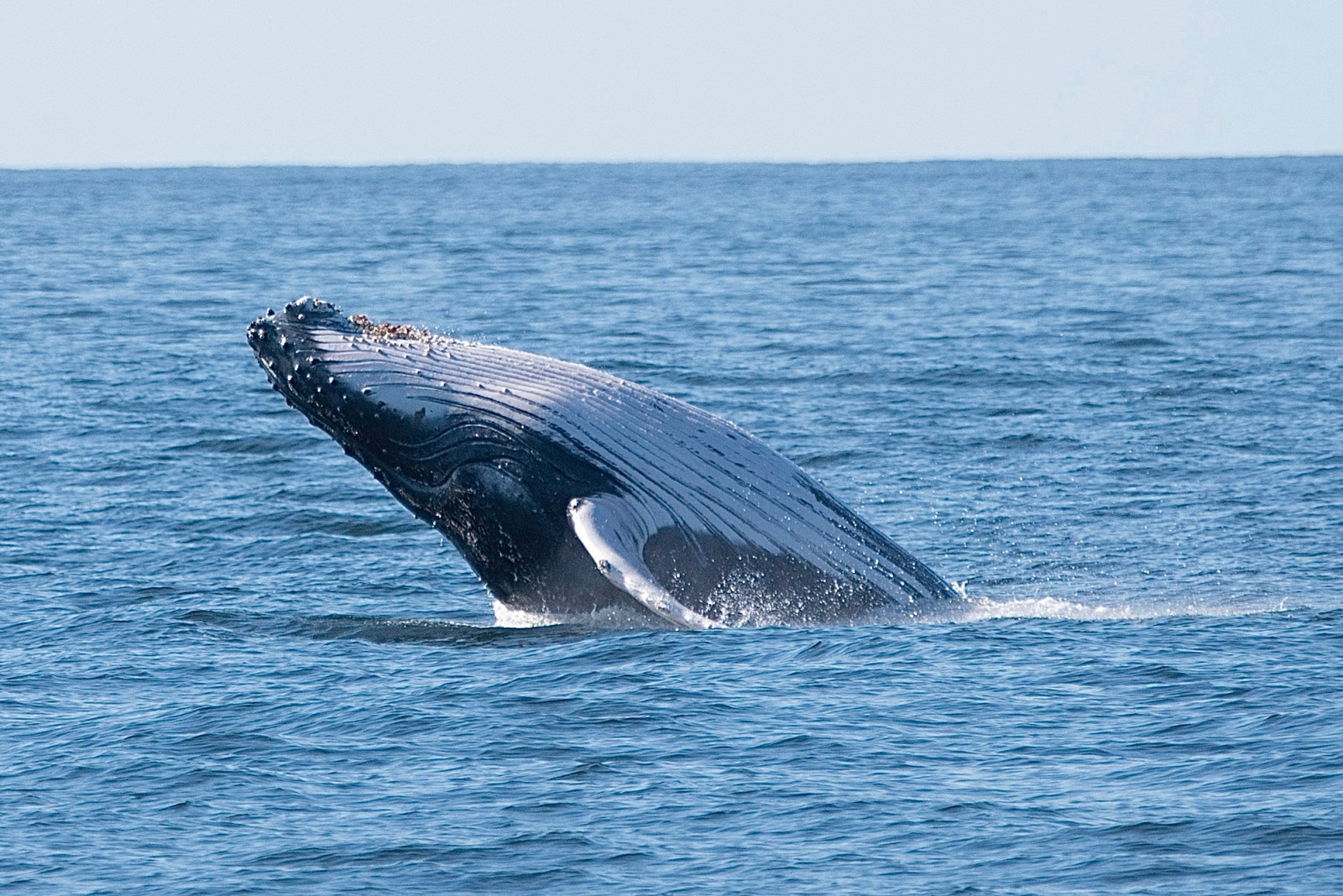 a whale jumping out of the water