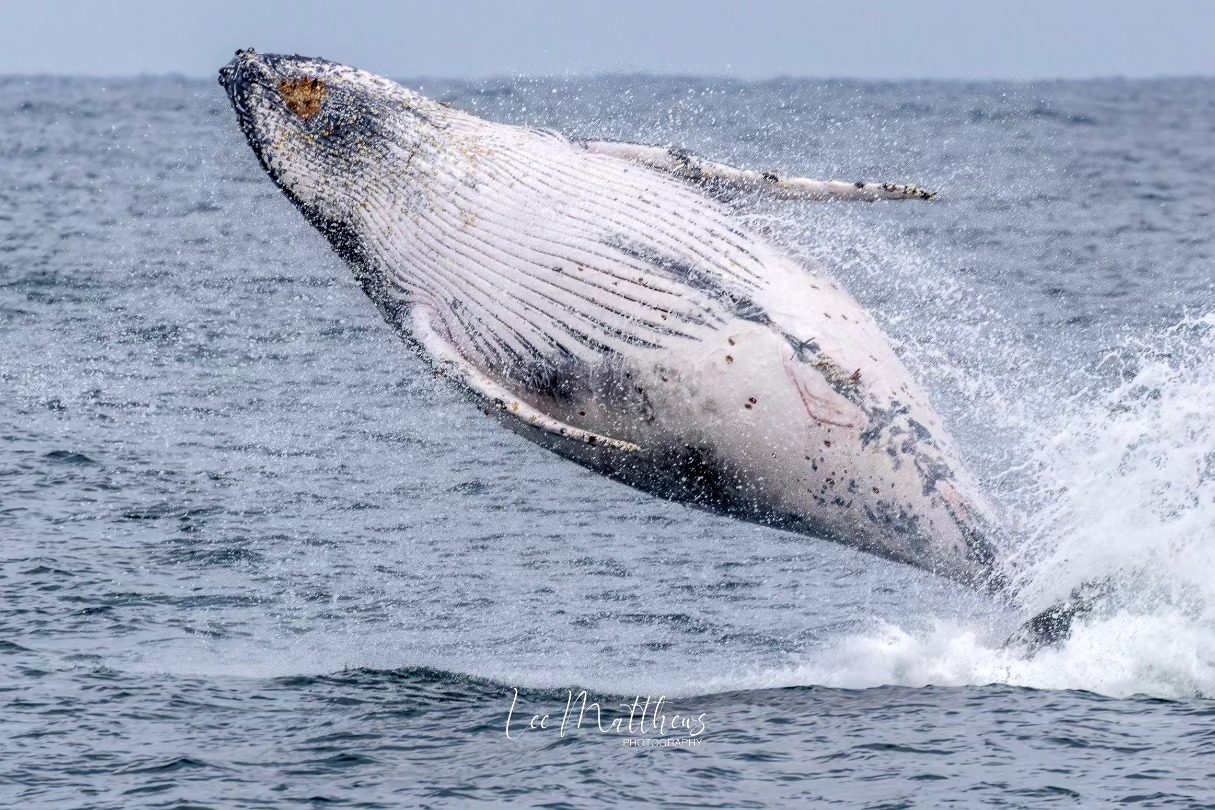 Whale Watching Moonshadow TQC Cruises Port Stephens