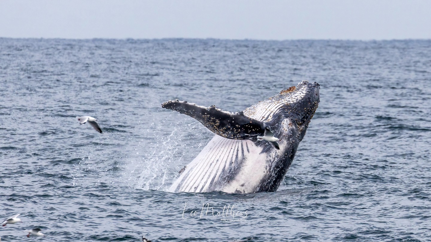 a whale jumping out of the water