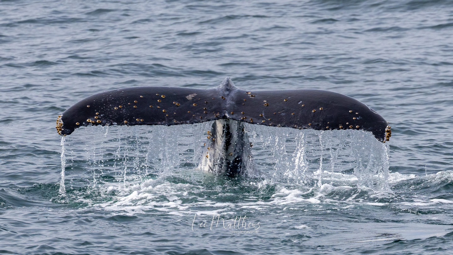 a whale jumping out of the water