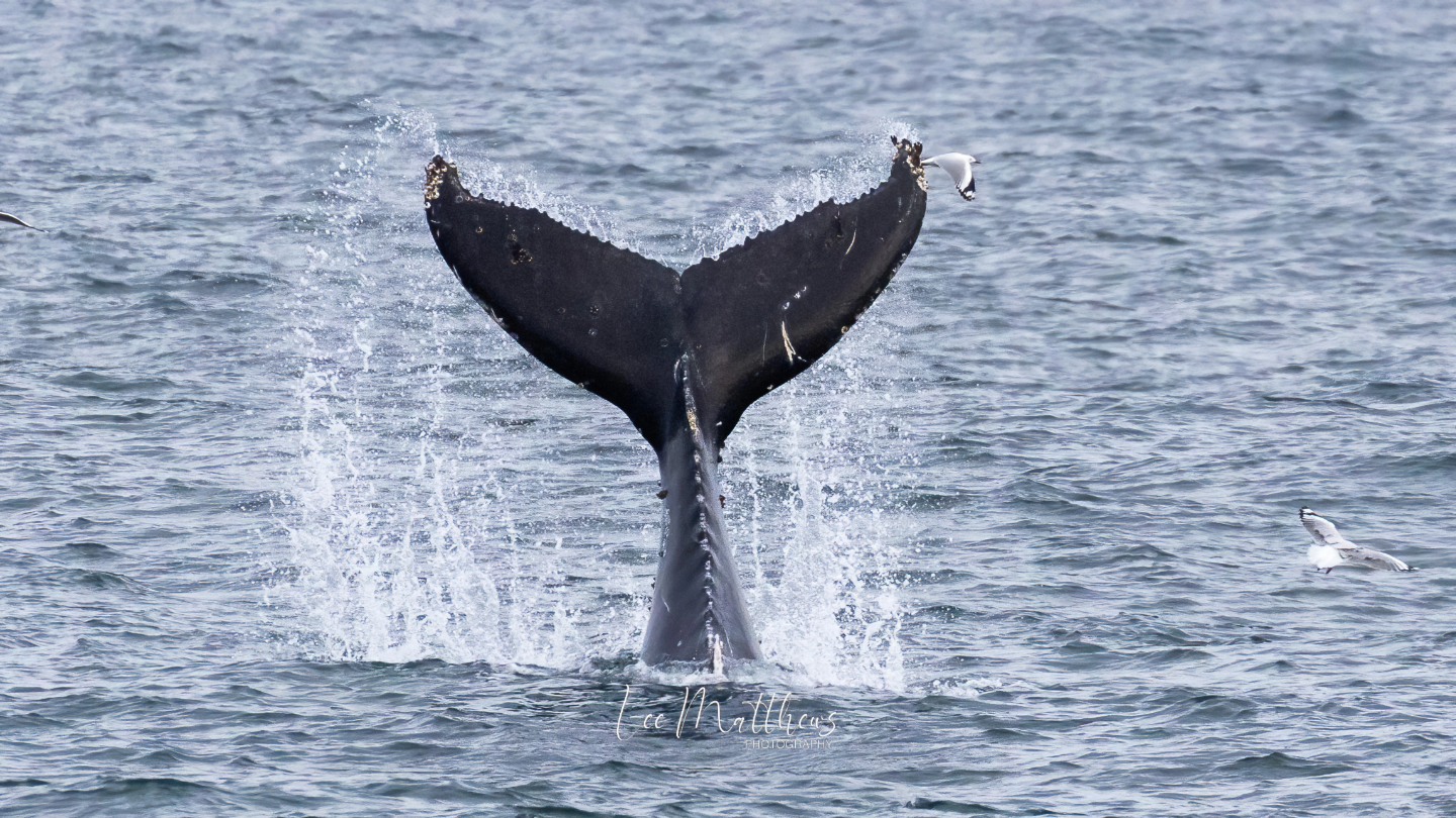 a whale jumping out of the water