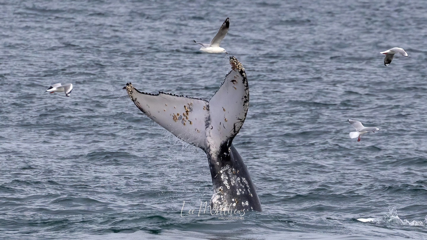 a bird flying over a body of water