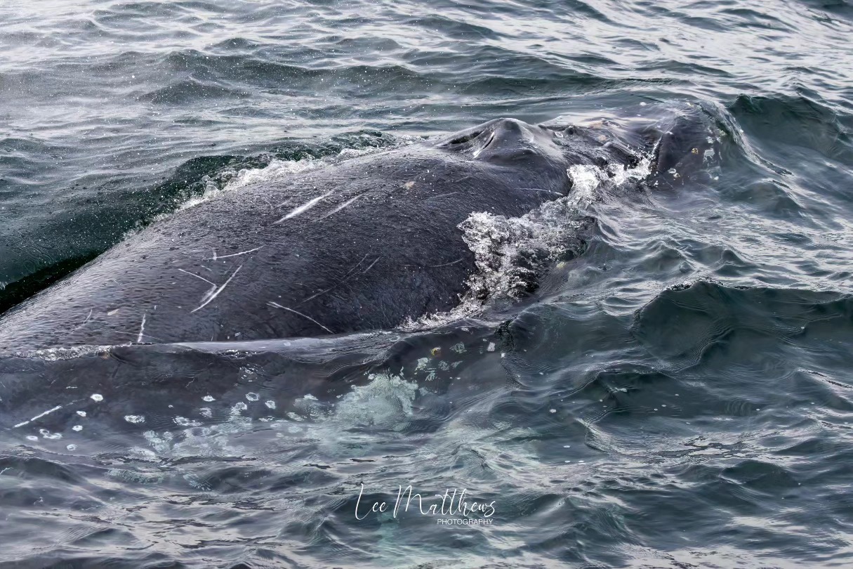 an animal swimming in the water