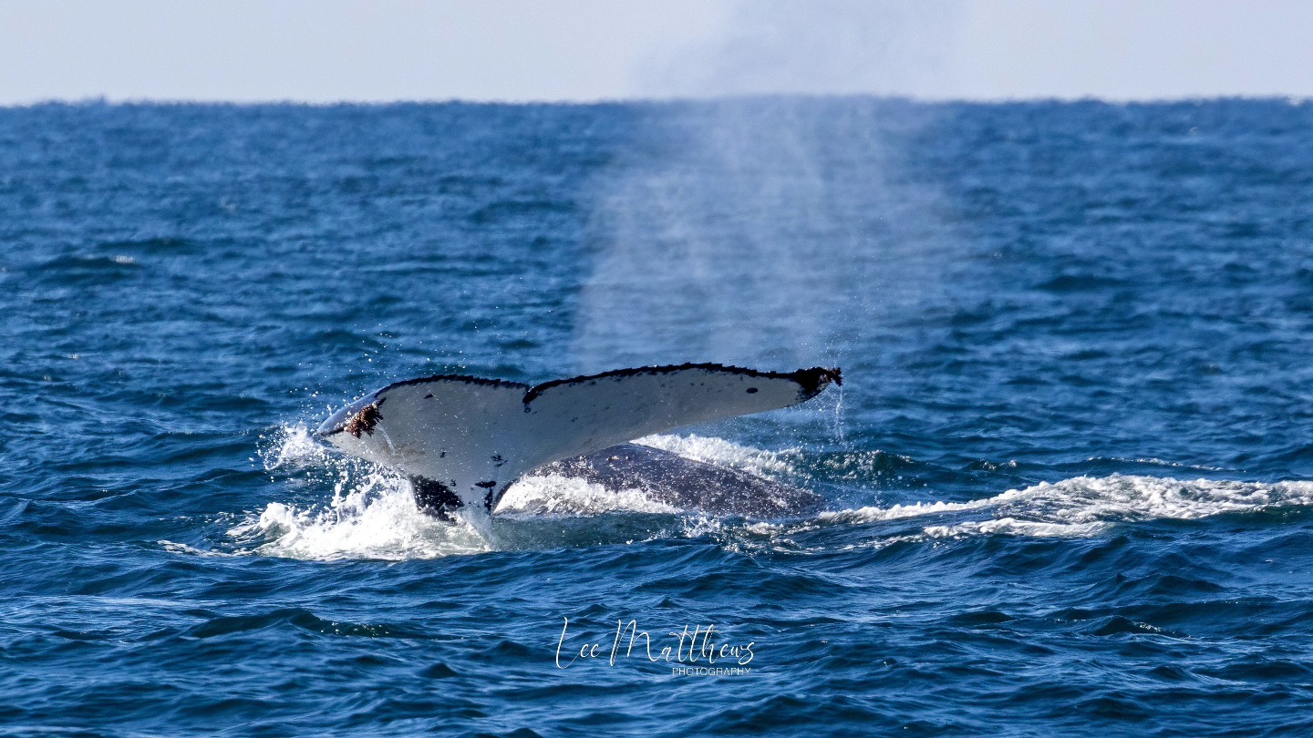 a whale jumping out of the water