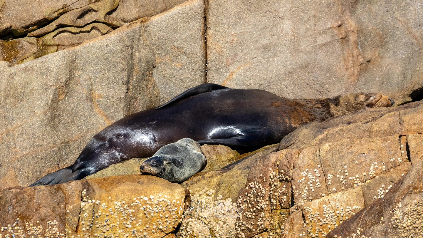 a seal sleeping on a rock