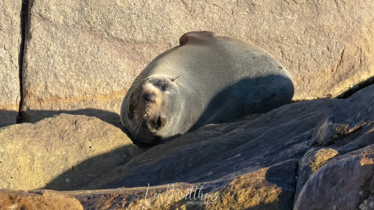 a seal on a rock
