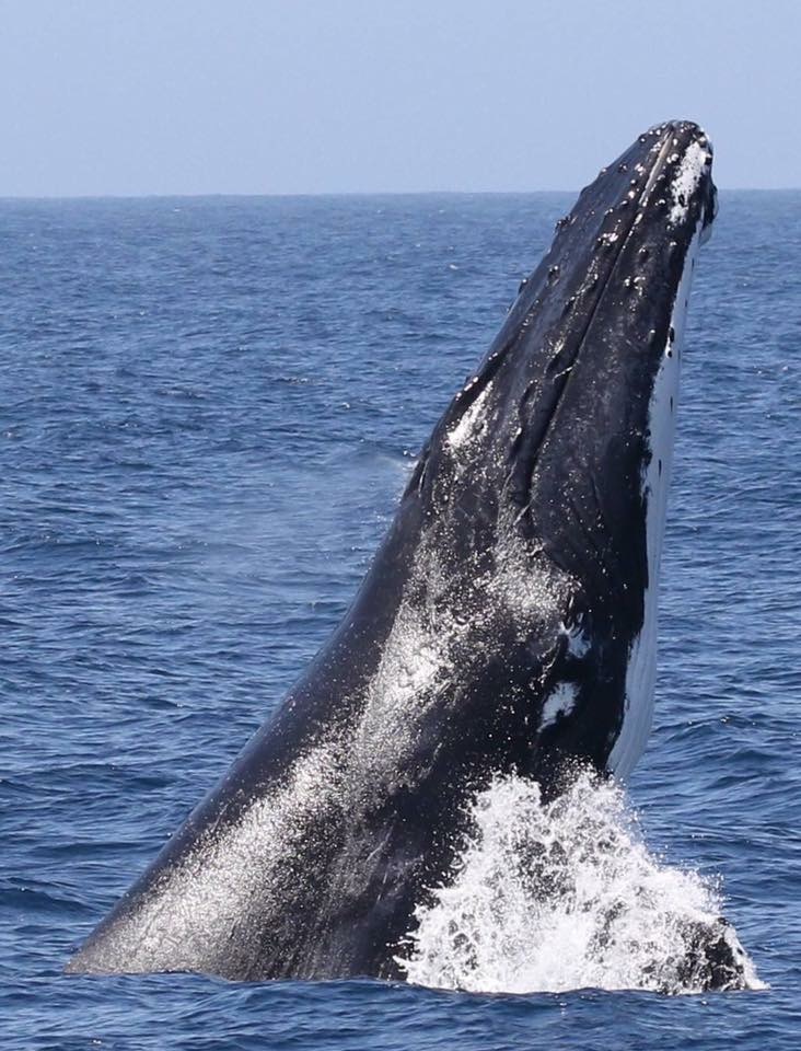 IMG_5647 Whale Watching Moonshadow TQC Cruises Port Stephens