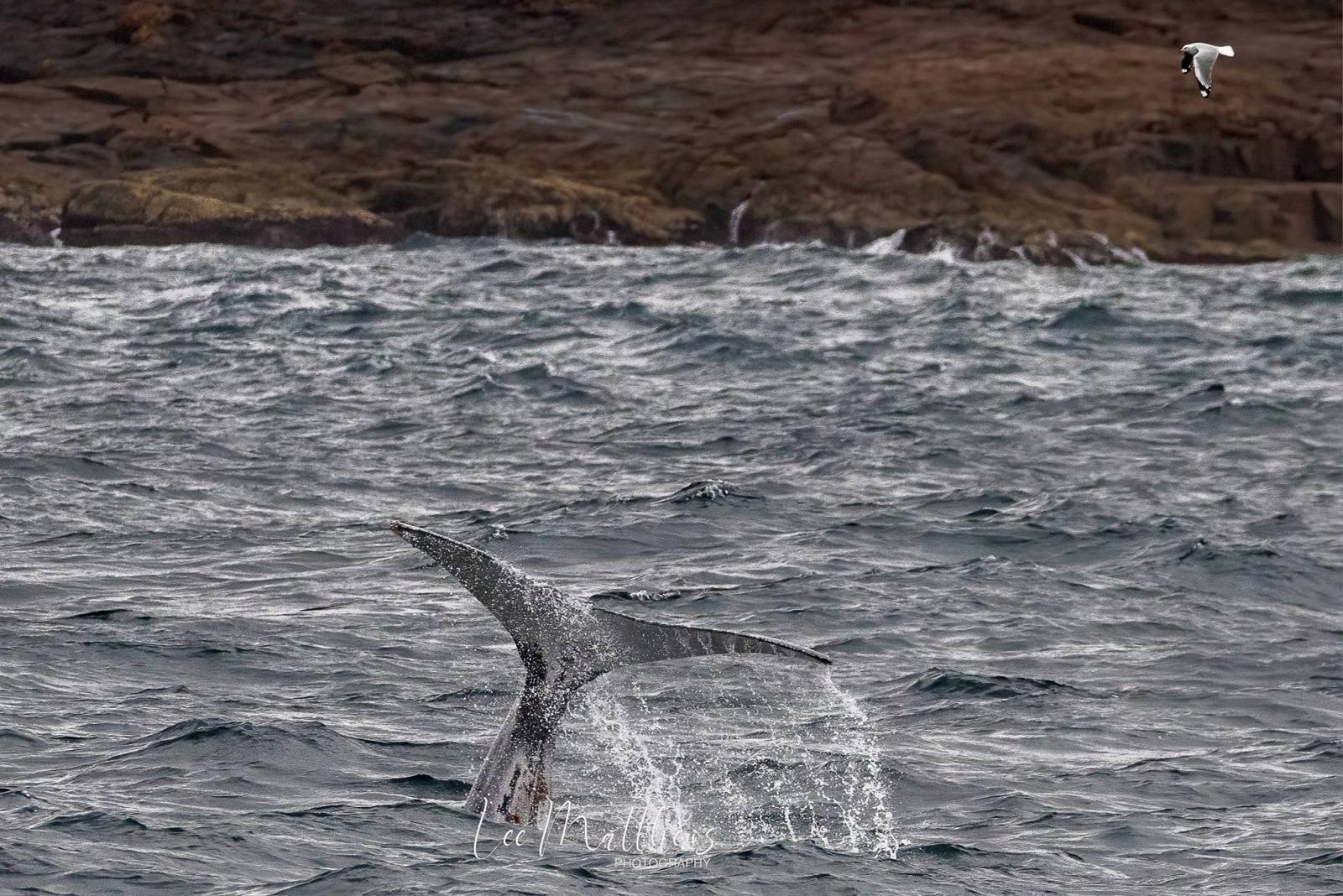a bird sitting on top of a body of water