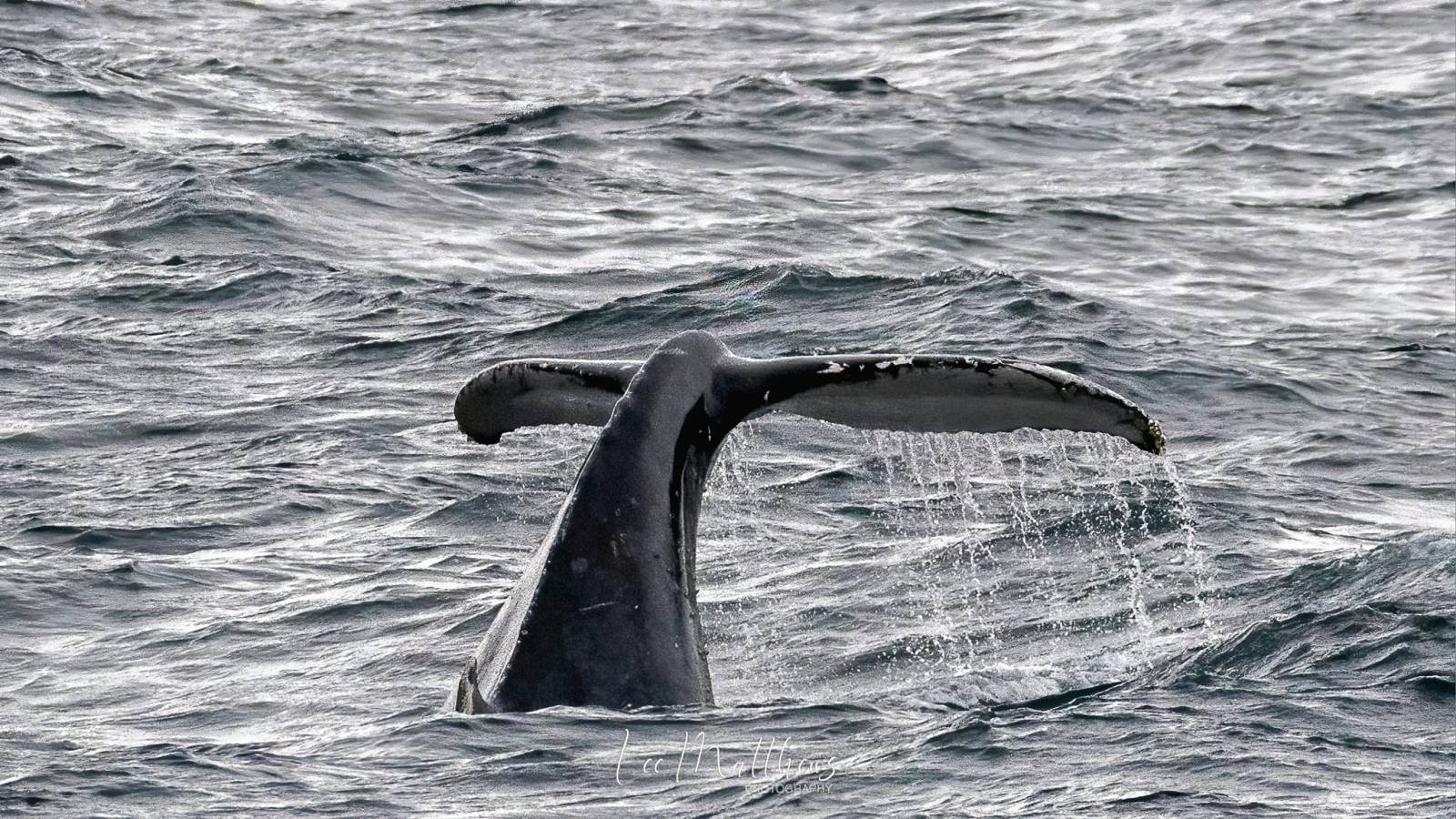 a whale jumping out of the water