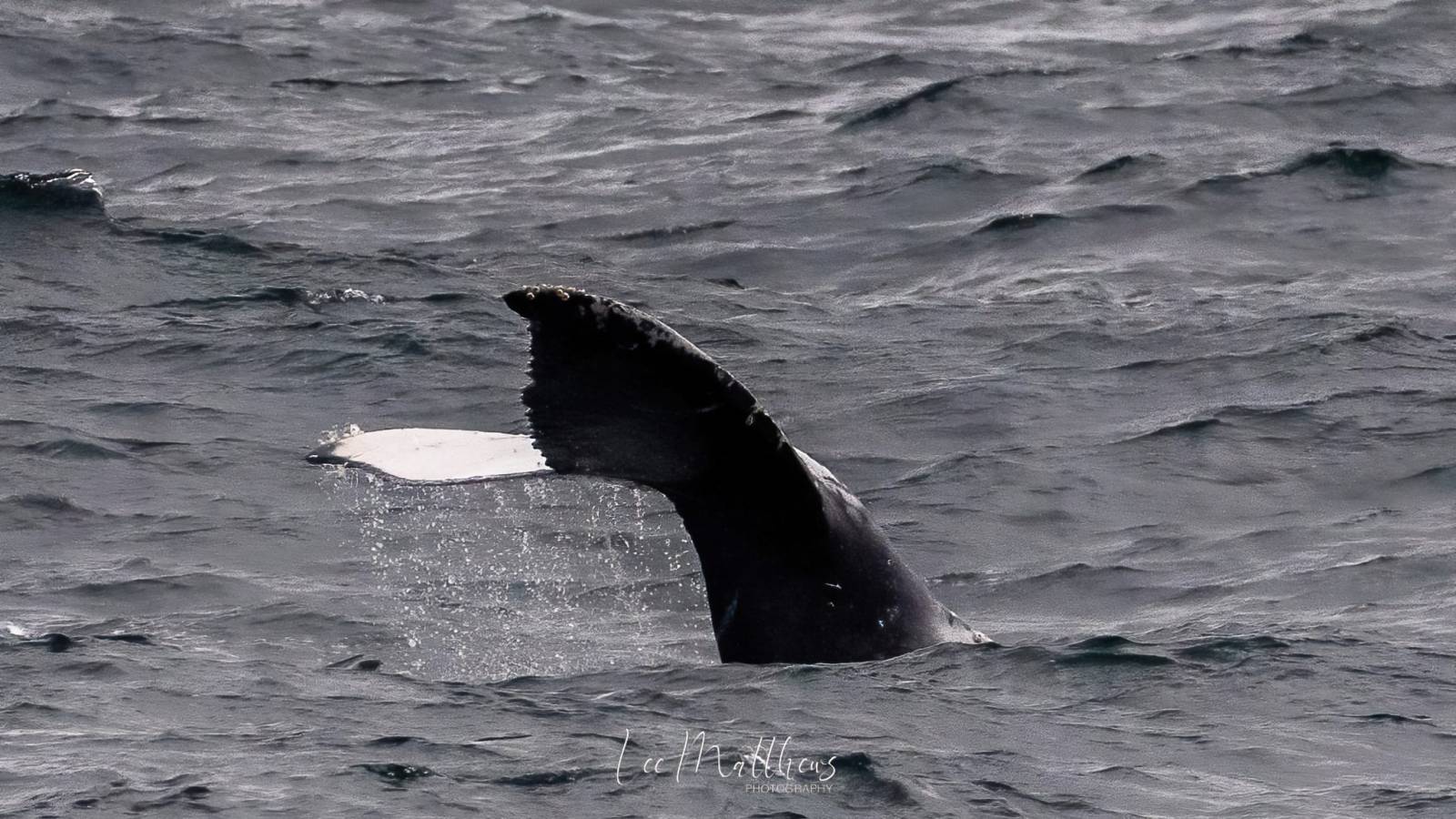 a whale jumping out of the water