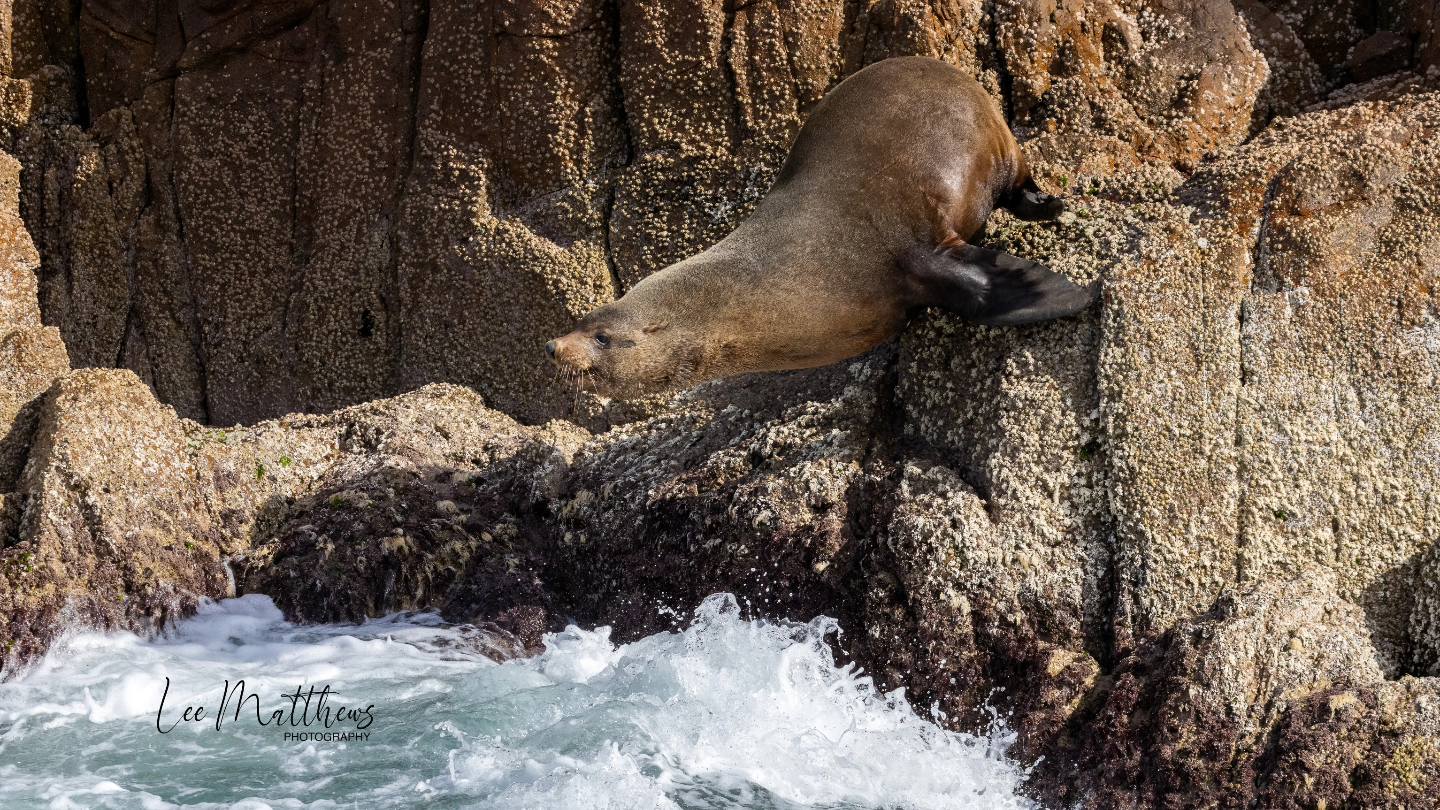 Whale Watching Moonshadow TQC Cruises Port Stephens