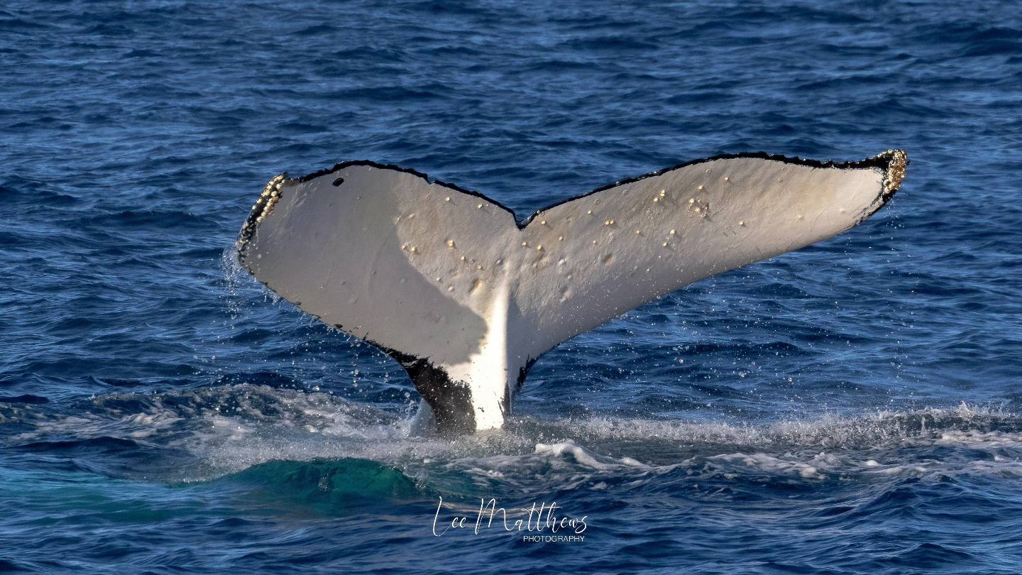 a whale jumping out of the water