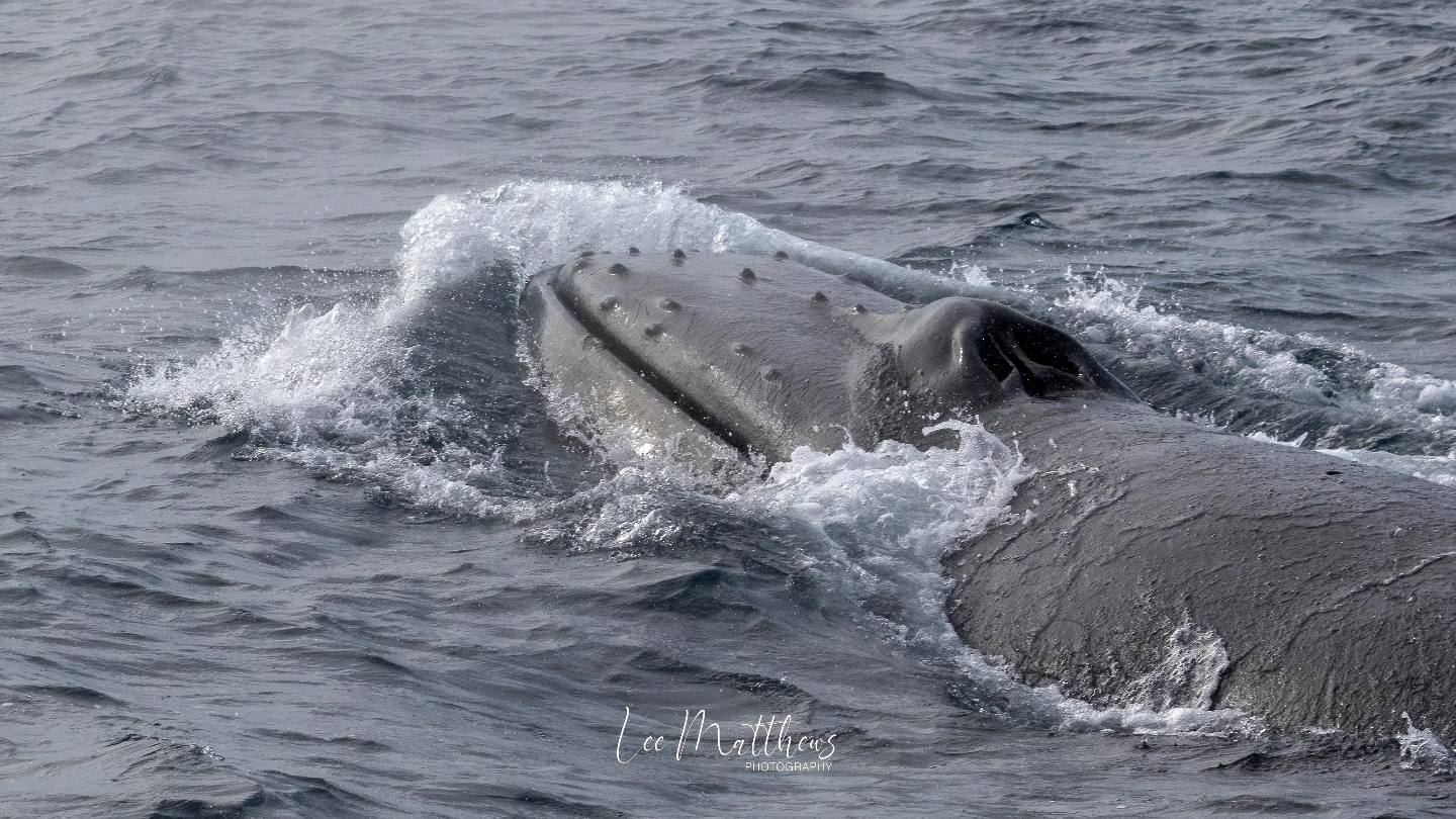 a whale jumping out of the water