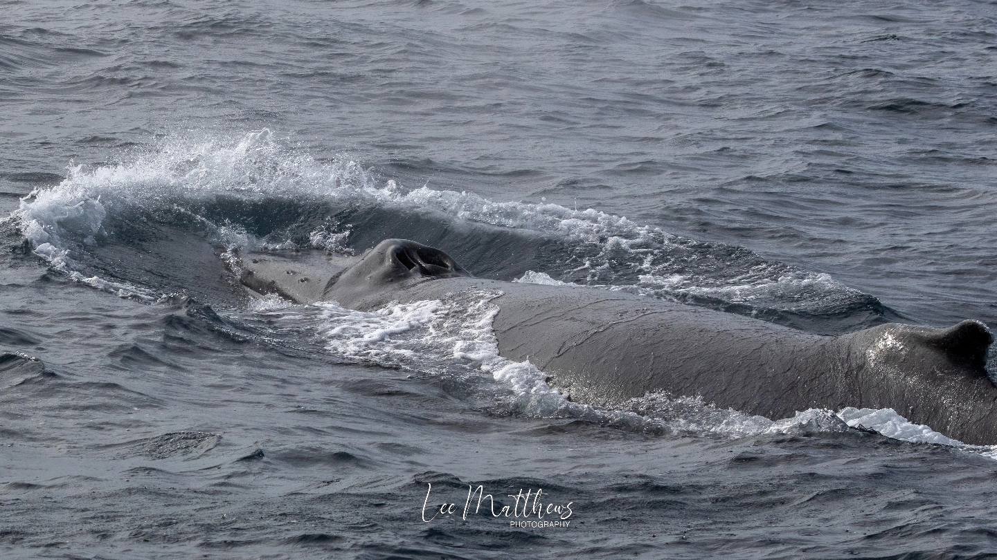 a whale jumping out of the water