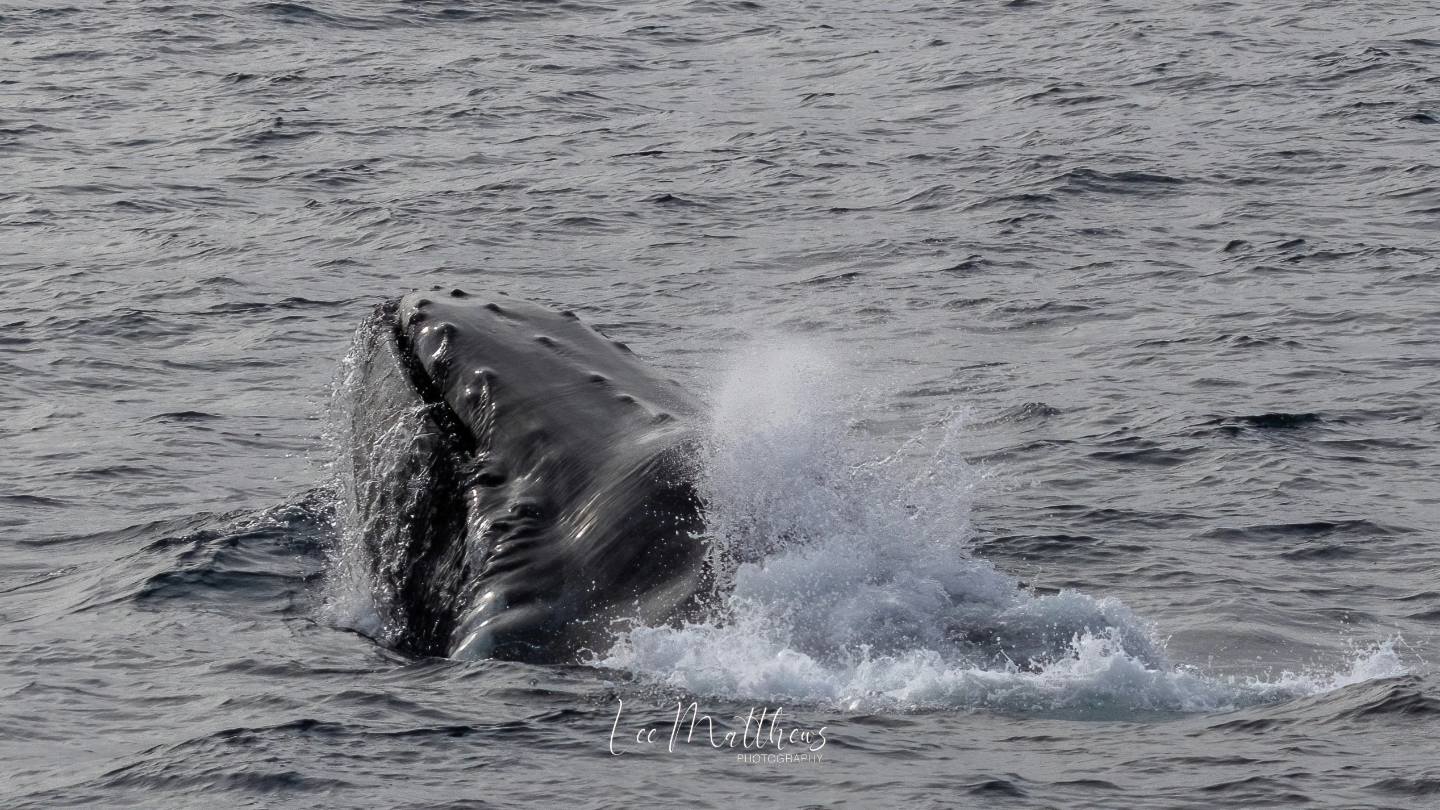 a whale jumping out of the water