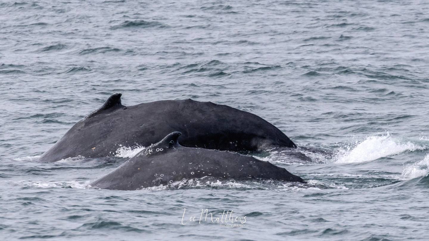 a whale jumping out of the water