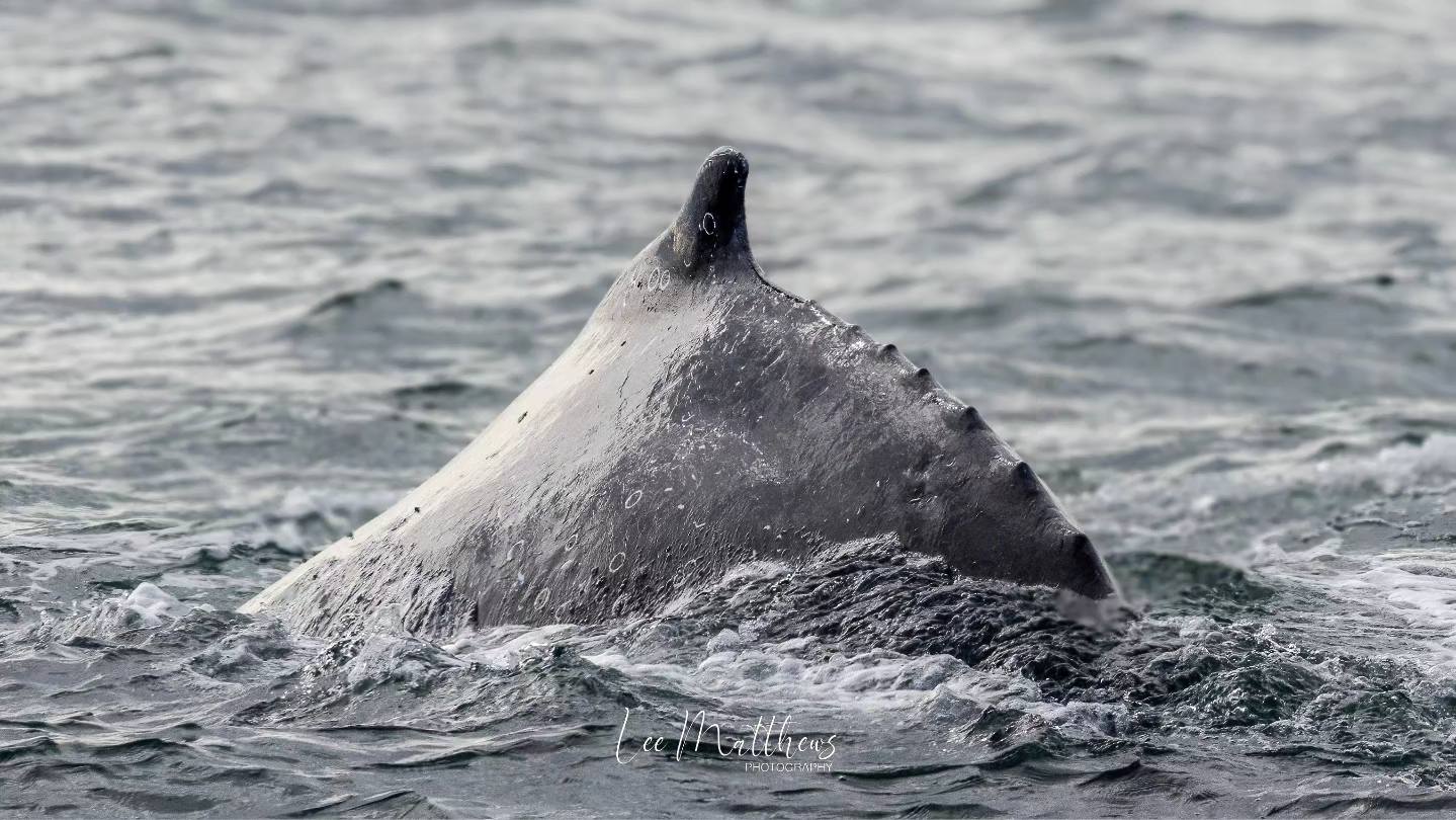 a bird swimming in water next to the ocean