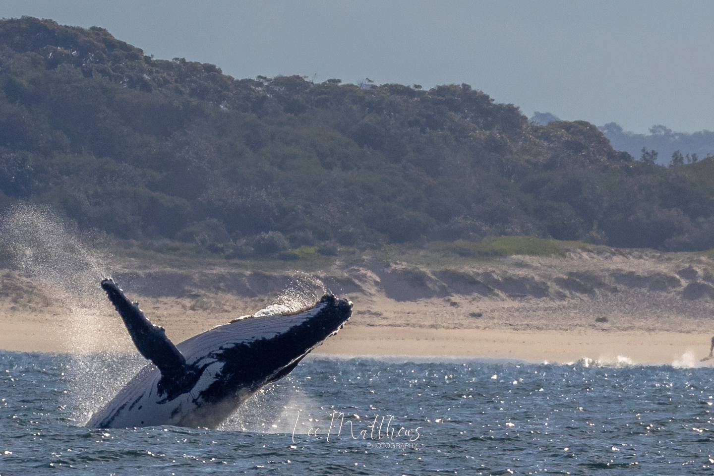 Whale Watching Moonshadow TQC Cruises Port Stephens