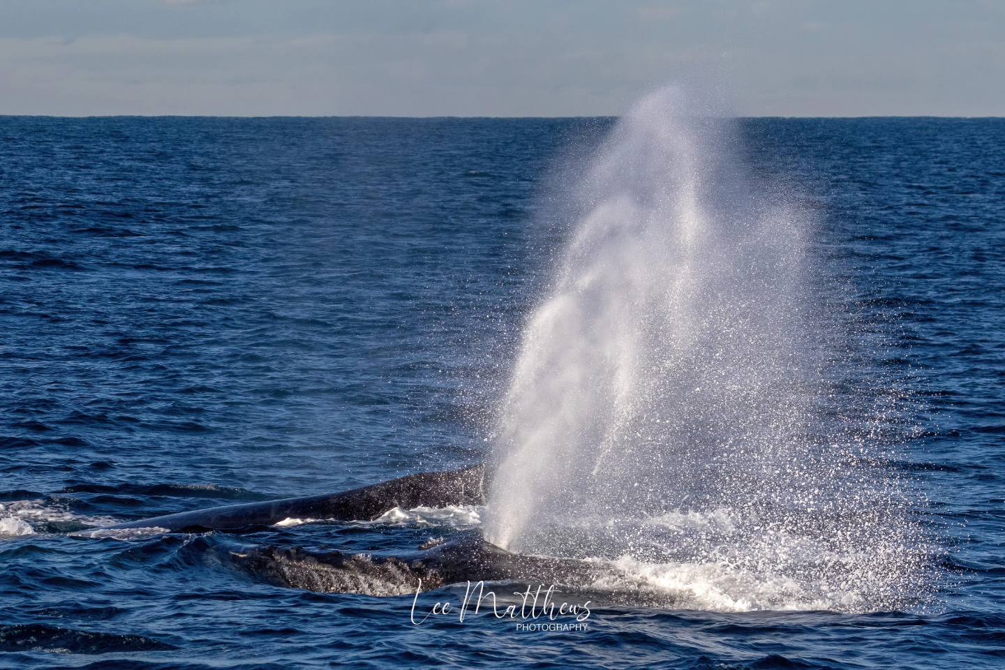a whale jumping out of the water