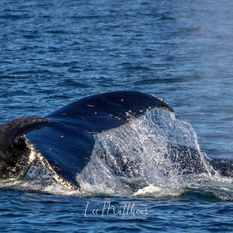 a whale jumping out of the water