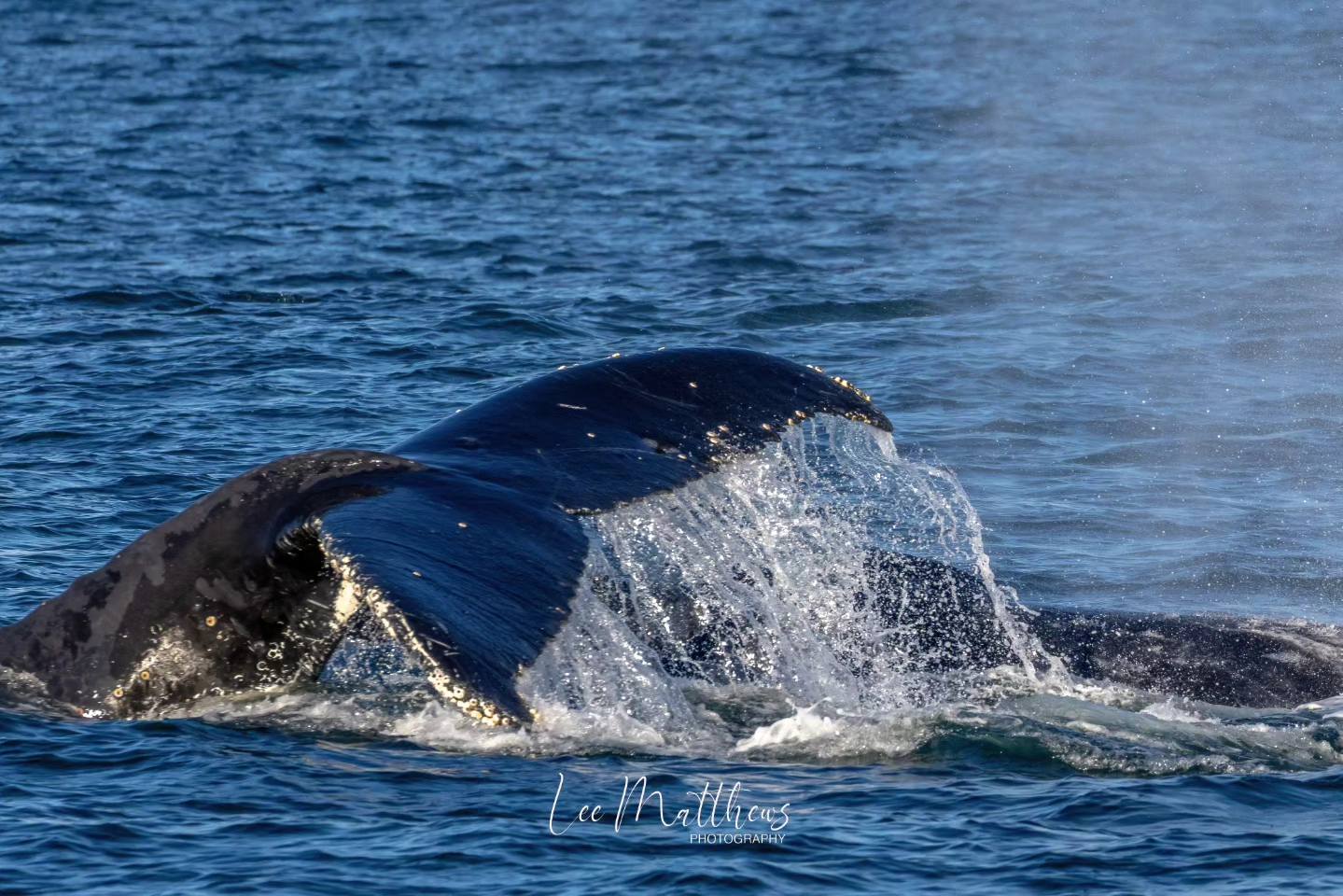 a whale jumping out of the water