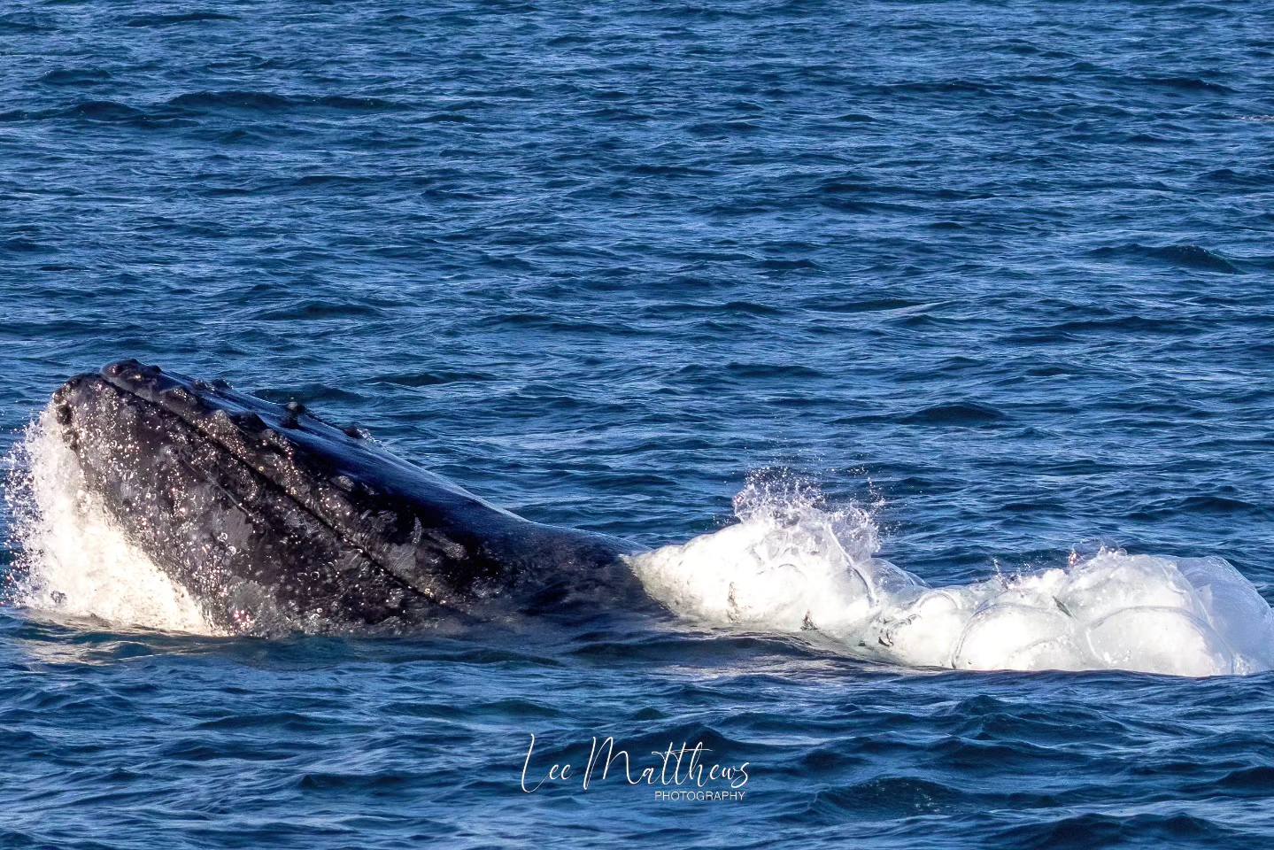 Whale Watching Moonshadow TQC Cruises Port Stephens