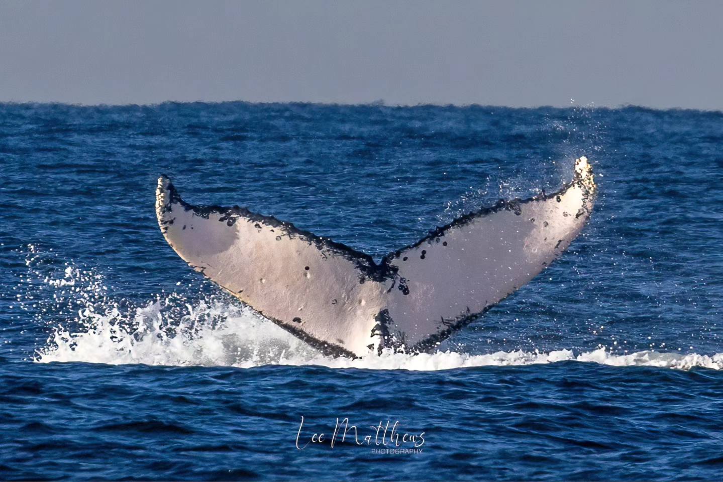a whale jumping out of the water