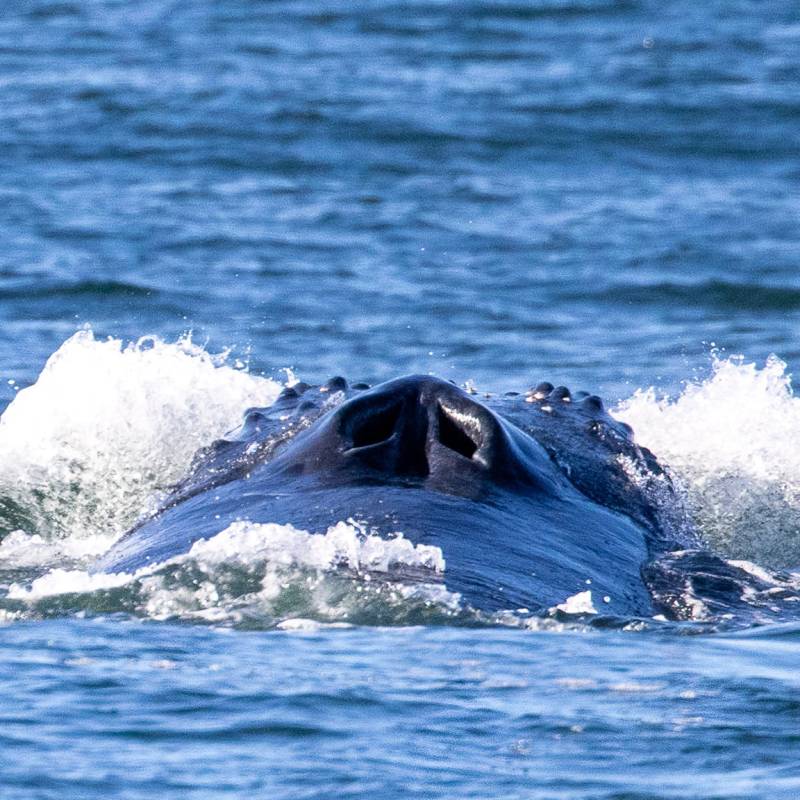 Whale Watching Moonshadow TQC Cruises Port Stephens