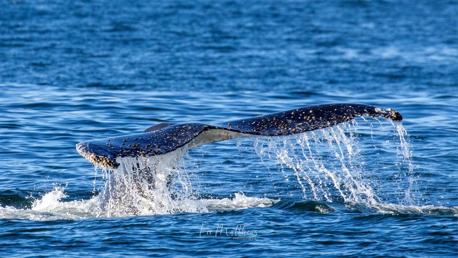 a whale jumping out of the water