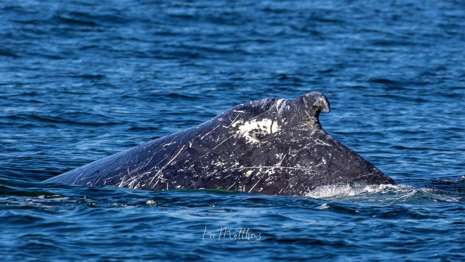 a whale swimming under water