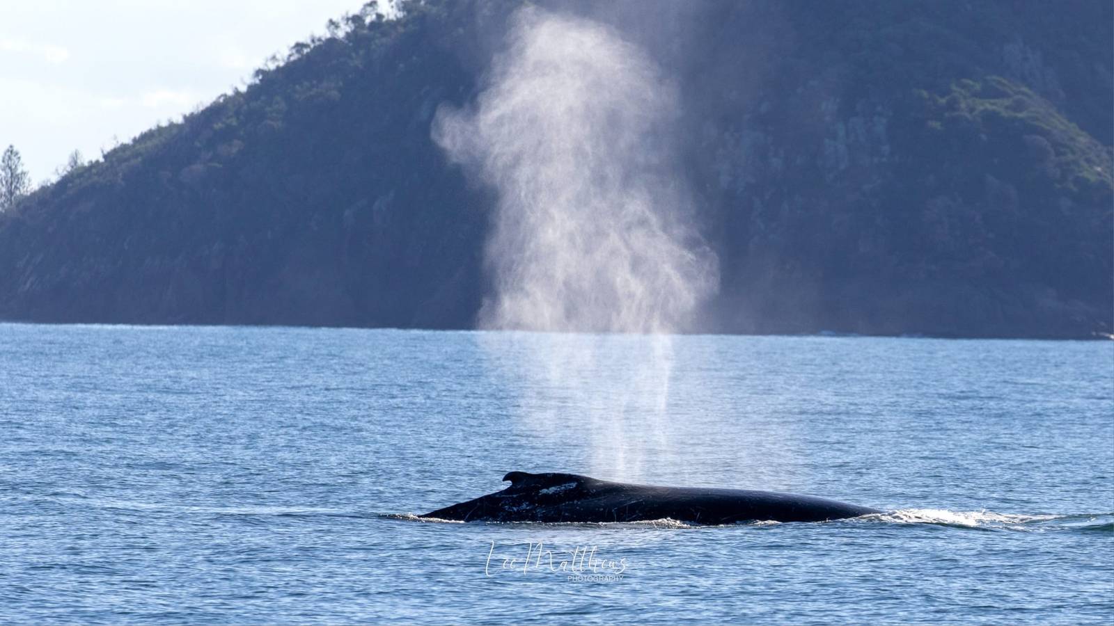 a whale on a lake next to a body of water