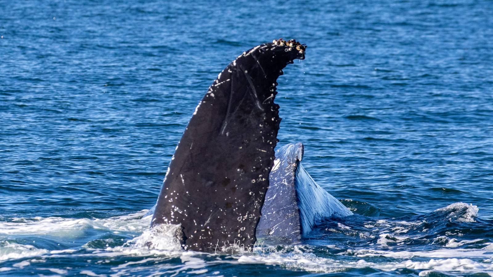 a whale jumping out of the water