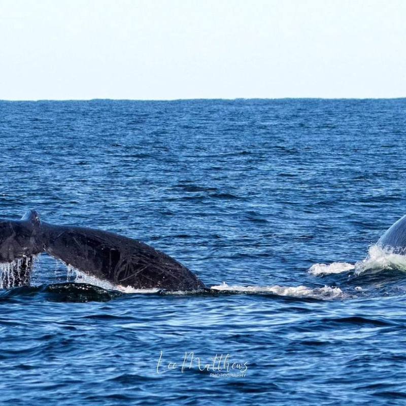 a whale swimming under water
