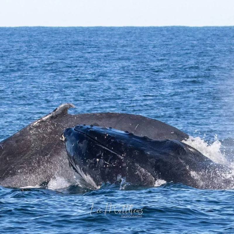 a whale jumping out of the water