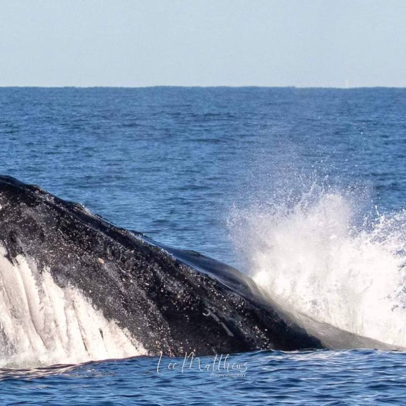 a whale jumping out of the water