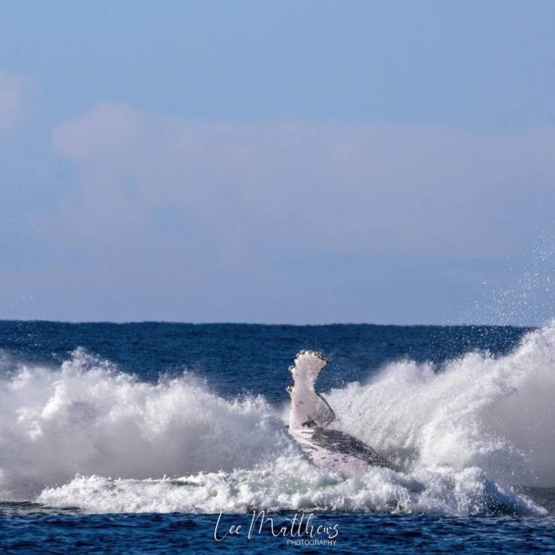 Whale Watching Moonshadow TQC Cruises Port Stephens