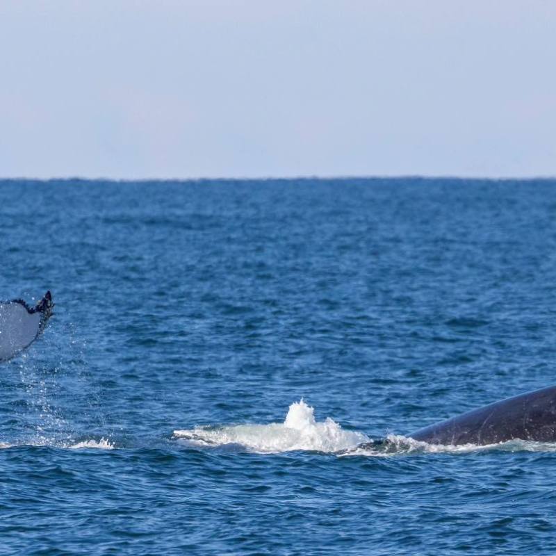 a whale jumping out of the water