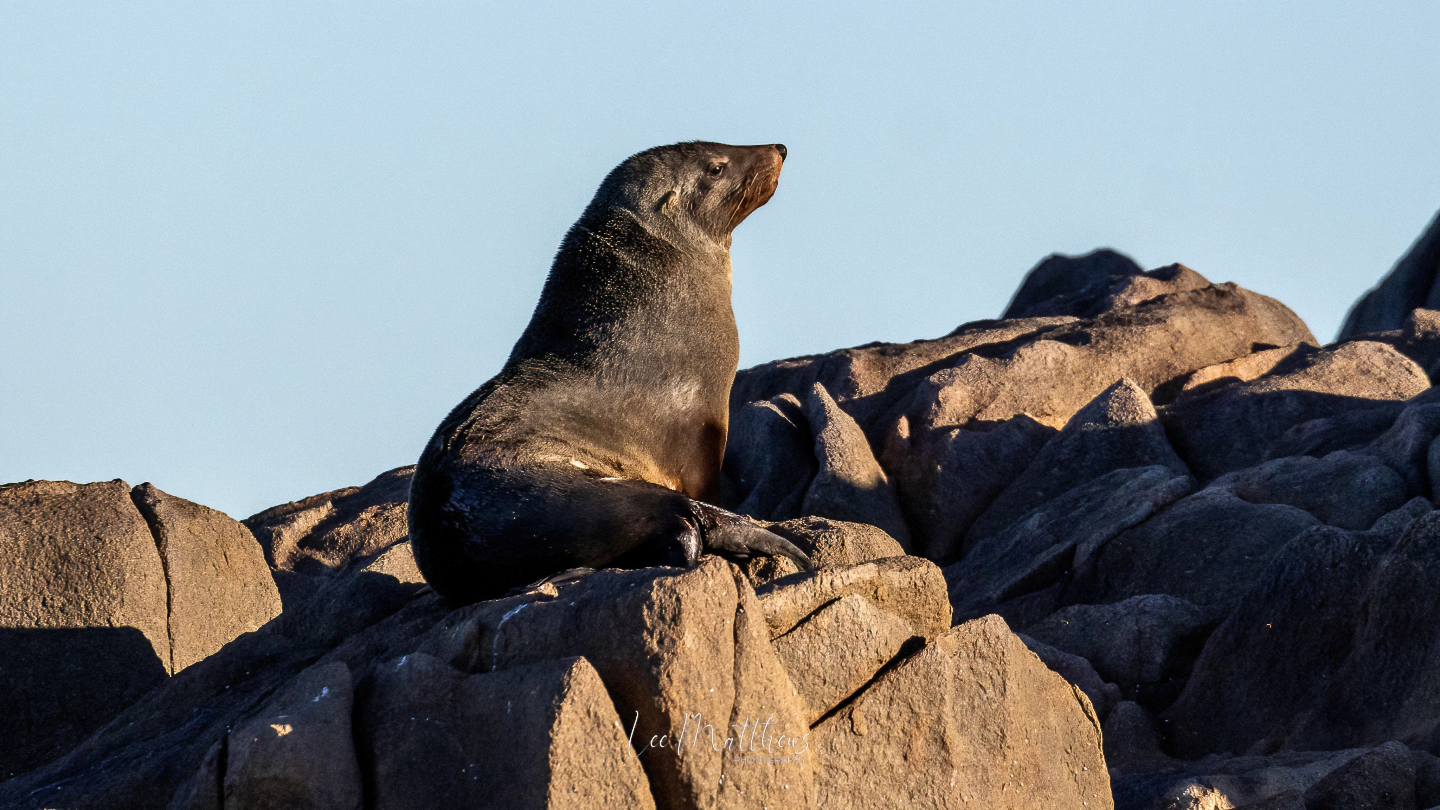 Whale Watching Moonshadow TQC Cruises Port Stephens